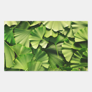ginkgo biloba tree leaf nature plant texture rectangular sticker