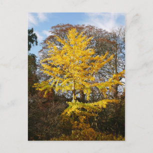 Ginkgo Biloba Tree Postcard