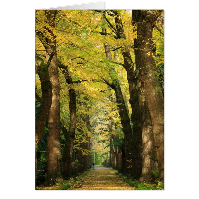 Ginkgo Biloba trees (Front)