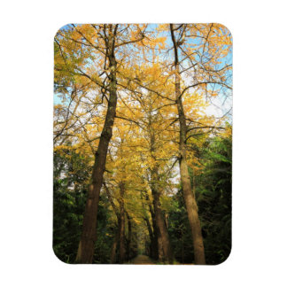 Ginkgo biloba trees magnet