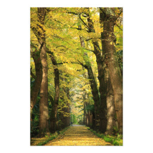 Ginkgo Biloba trees Photo Print