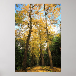 Ginkgo biloba trees poster