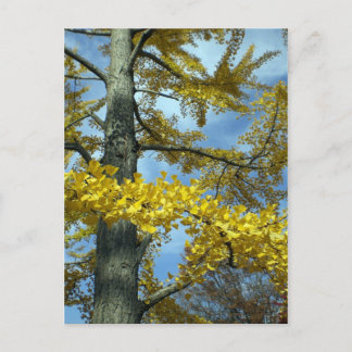 Ginkgo in fall postcard