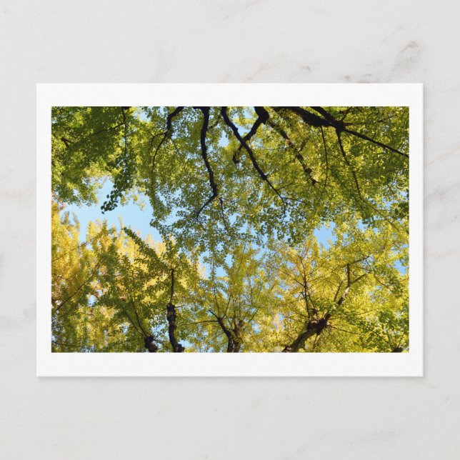 Ginkgo Leaf Canopy: Japan Postcard (Front)