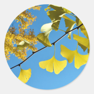 Ginkgo Leaves in Autumn Classic Round Sticker
