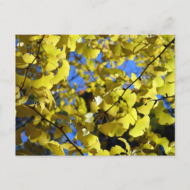 Ginkgo Leaves in Late Autumn: Japan Postcard (Front)