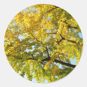 Ginkgo Tree: Japan Classic Round Sticker