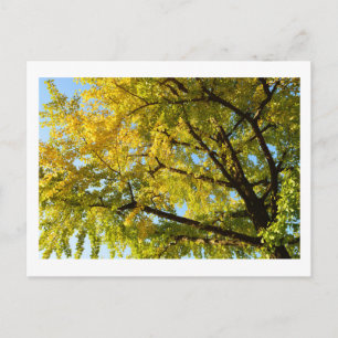 Ginkgo Tree: Japan Postcard