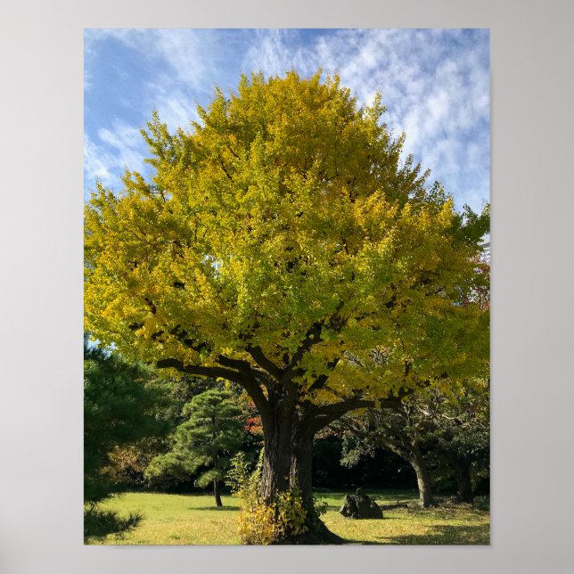 Ginkgo Tree of Golden Yellow Poster (Front)