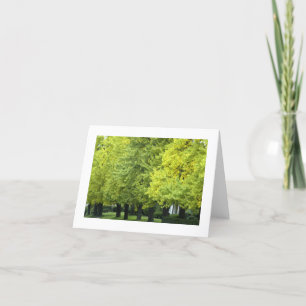 Ginkgo Trees On Highland Ave, Pittsburgh PA Card