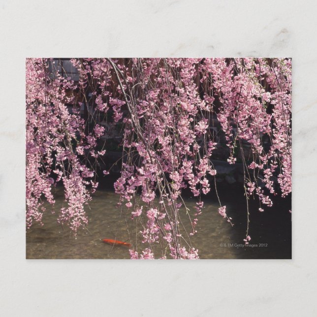 Gion, Kyoto Prefecture, Japan Postcard (Front)