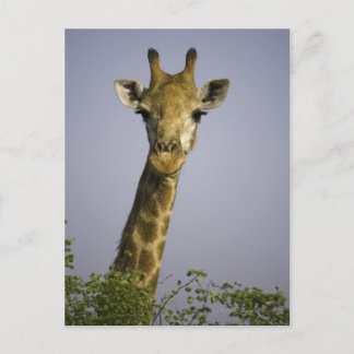 (giraffa camelopardalis), looking at camera, in postcard