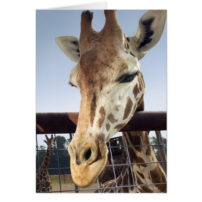 Giraffe (Front)