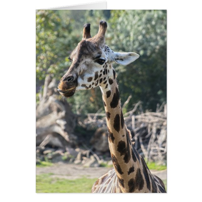 Giraffe (Front)