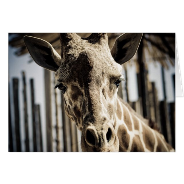 Giraffe (Front Horizontal)