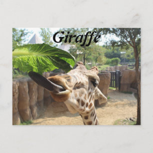 Giraffe # 14 postcard
