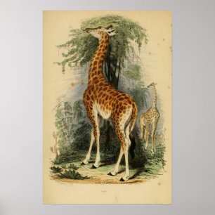 Giraffe (1849) poster