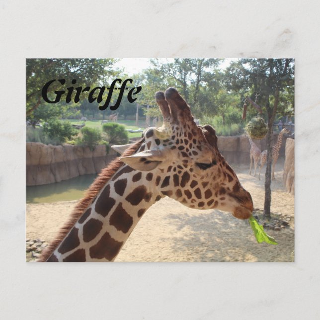 Giraffe # 18 postcard (Front)