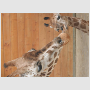 Giraffe_20151101_by_JAMFoto Tissue Paper