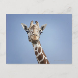 Giraffe 2 postcard