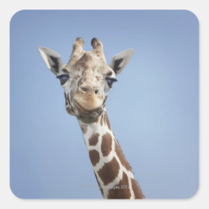 Giraffe 2 square sticker