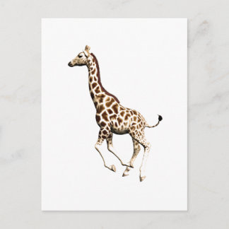 Giraffe 3 postcard