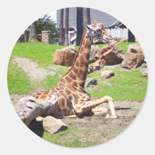 Giraffe #3 Stickers