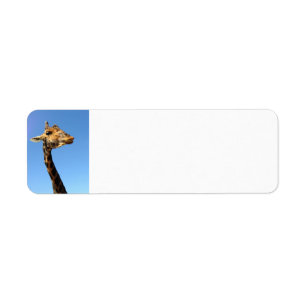 giraffe-468948 FUNNY HUMOR WILD ANIMALS ATTITUDE L