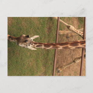 Giraffe #8 postcard