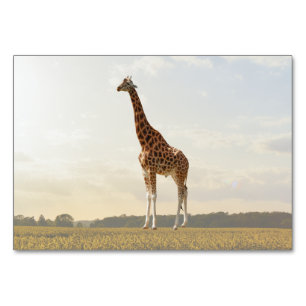 Giraffe ABA Tact Labelling Flashcard Picture Car Table Number