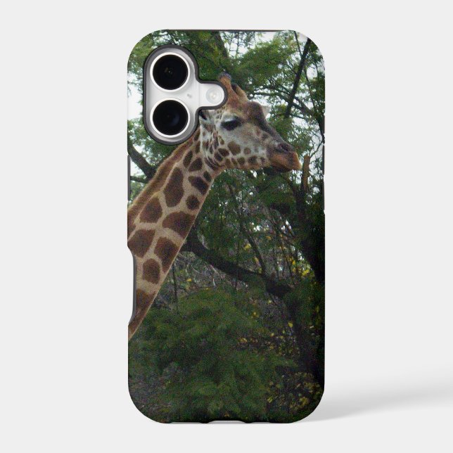 Giraffe Adventure, (Back)
