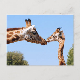 Giraffe and baby postcard