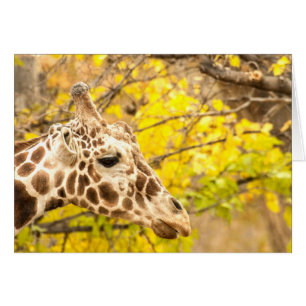 Giraffe and leaves