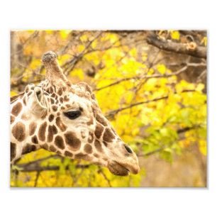 Giraffe and leaves photo print