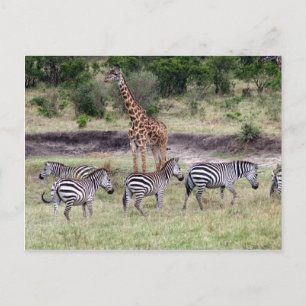 giraffe and zebras postcard