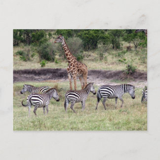 giraffe and zebras postcard