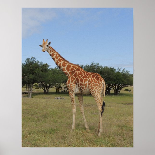 Giraffe at Fossil Rim Poster (Front)