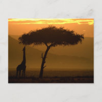 Giraffe at Sunrise
