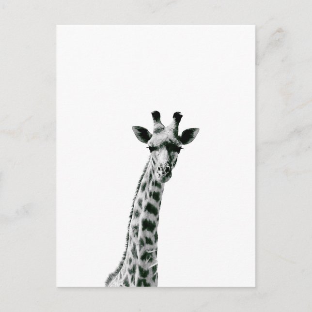 Giraffe Black and White Postcard (Front)