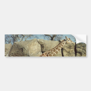 Giraffe Bumper Sticker