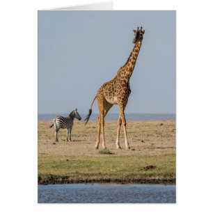 Giraffe by a Waterhole