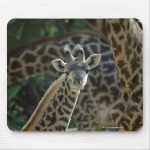 Giraffe calf with giraffes mouse pad
