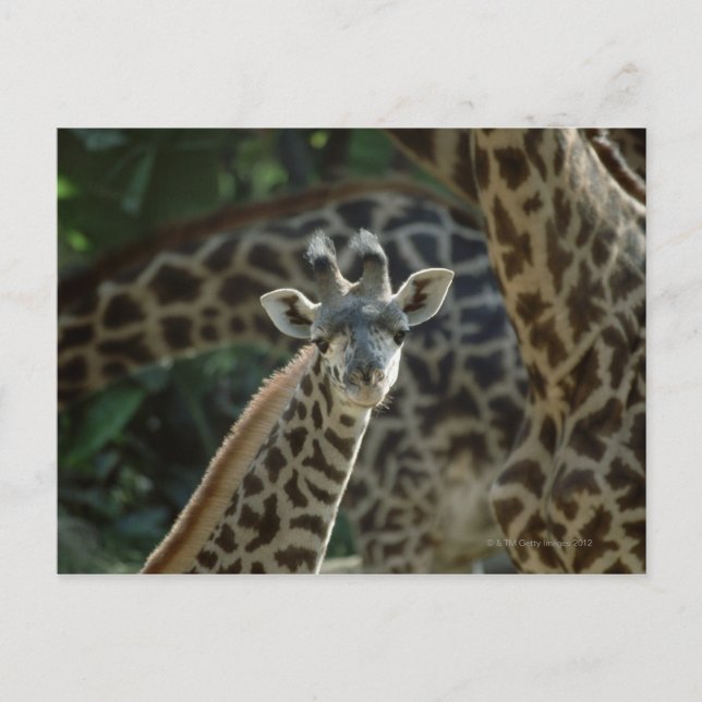 Giraffe calf with giraffes postcard (Front)