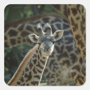 Giraffe calf with giraffes square sticker