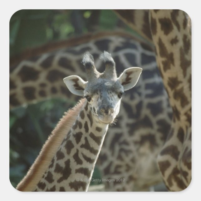 Giraffe calf with giraffes square sticker (Front)