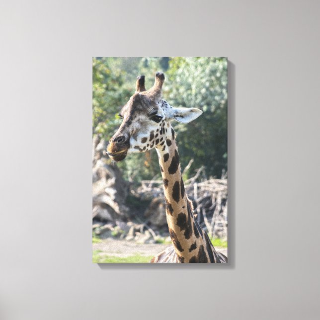 Giraffe Canvas Print (Front)