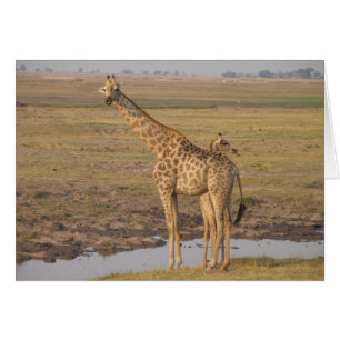 Giraffe Card