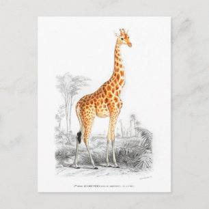 Giraffe - Charles Dessalines dOrbigny vintage art Postcard