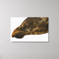Giraffe,close up