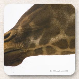Giraffe,close up coaster
